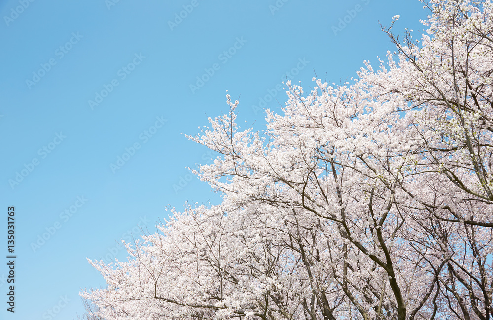 桜　染井吉野