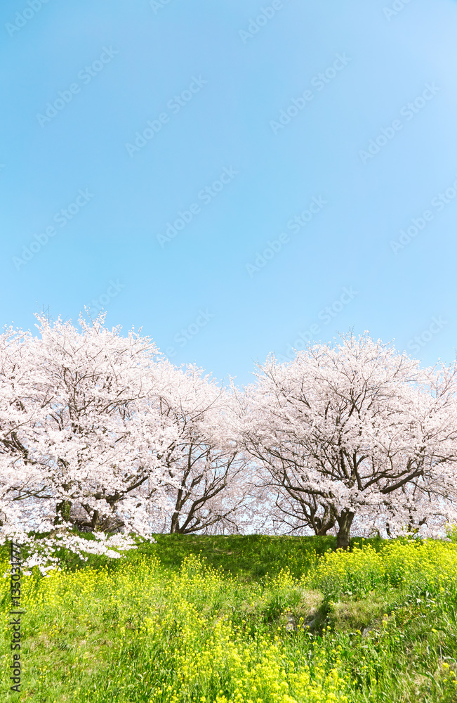 桜　染井吉野　菜の花