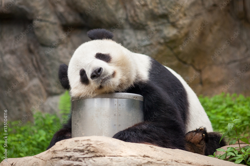 Großer Panda beim Mittagsschlaf