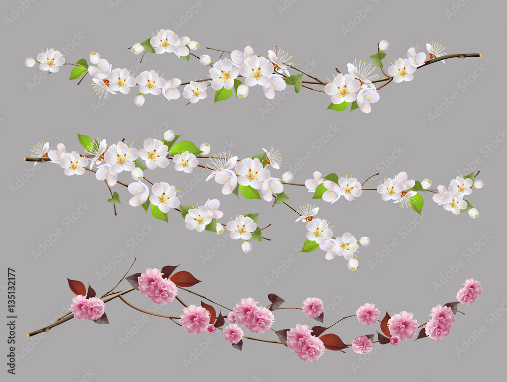 Tree branch, spring flowers 3d vector set