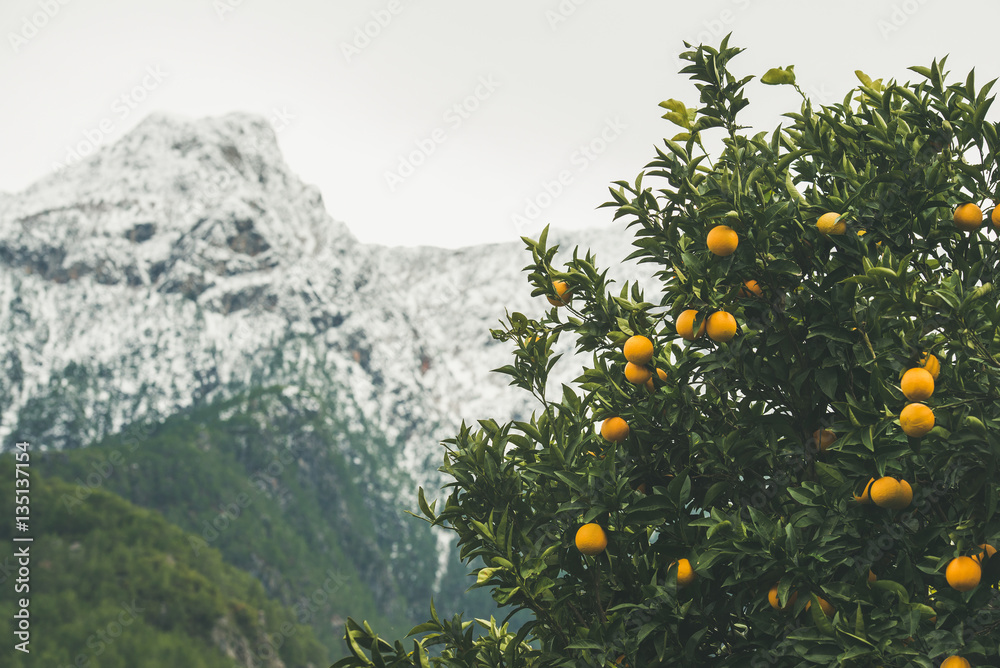 Orange trees with ripe oranges in the mountain garden in Dim Cay district of Alanya, mountain range 