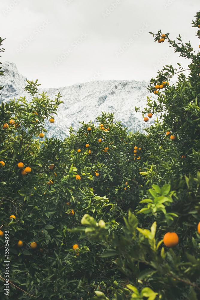 Orange trees with ripe oranges in mountain garden in Dim Cay district of Alanya on gloomy day, Antal