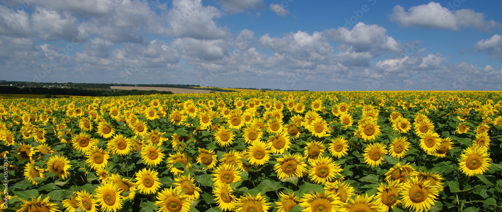 field of blooming sunflowers