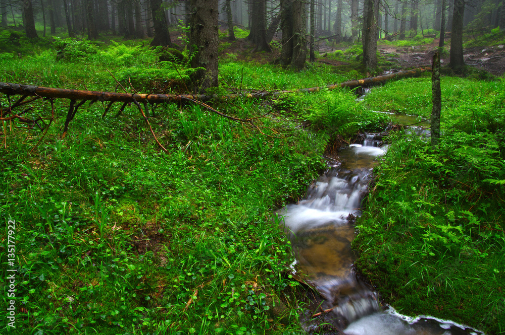 River in the woods