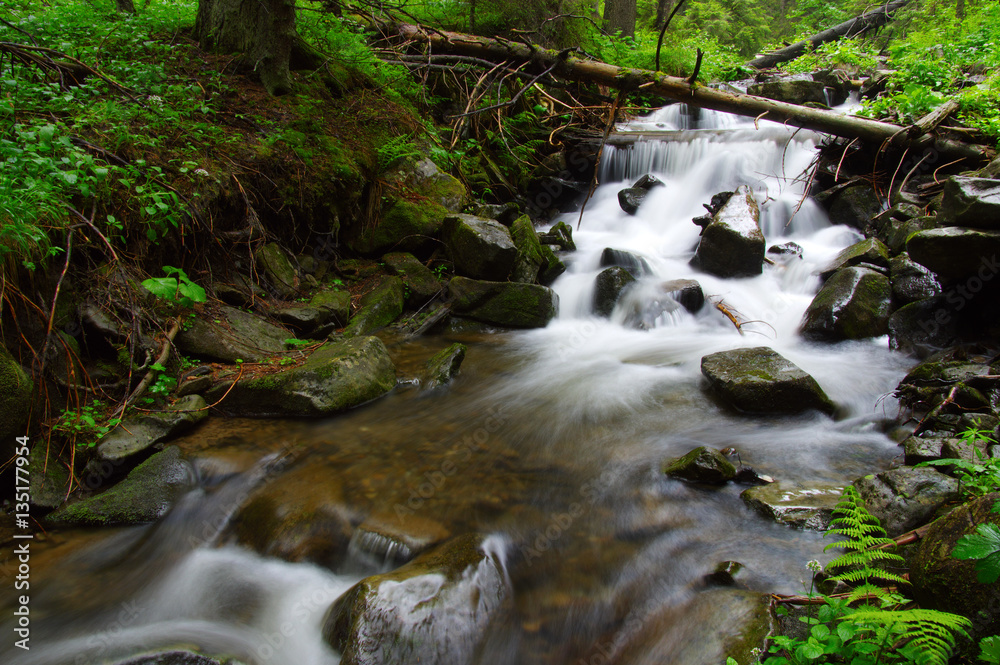 River in the woods