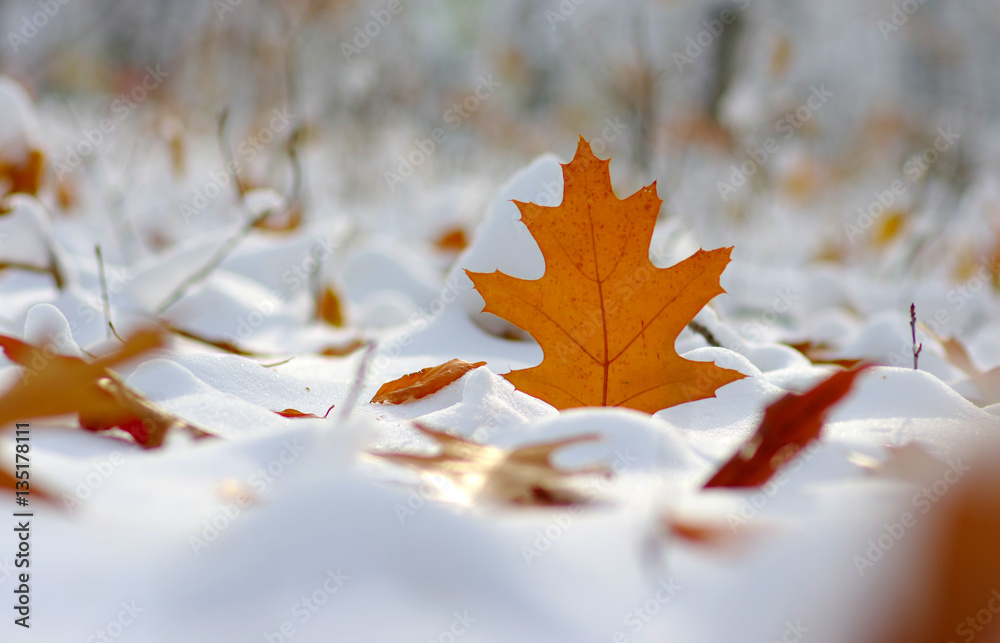 Yellow leaves in snow.