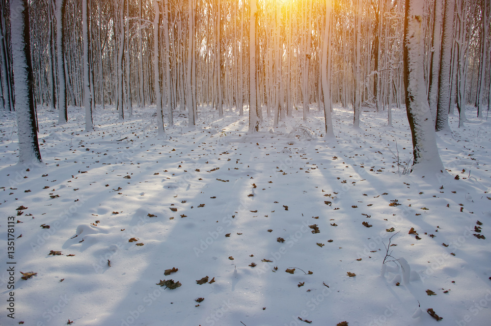 Sunset in winter forest