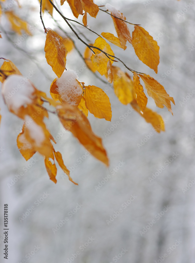 Yellow leaves in snow.