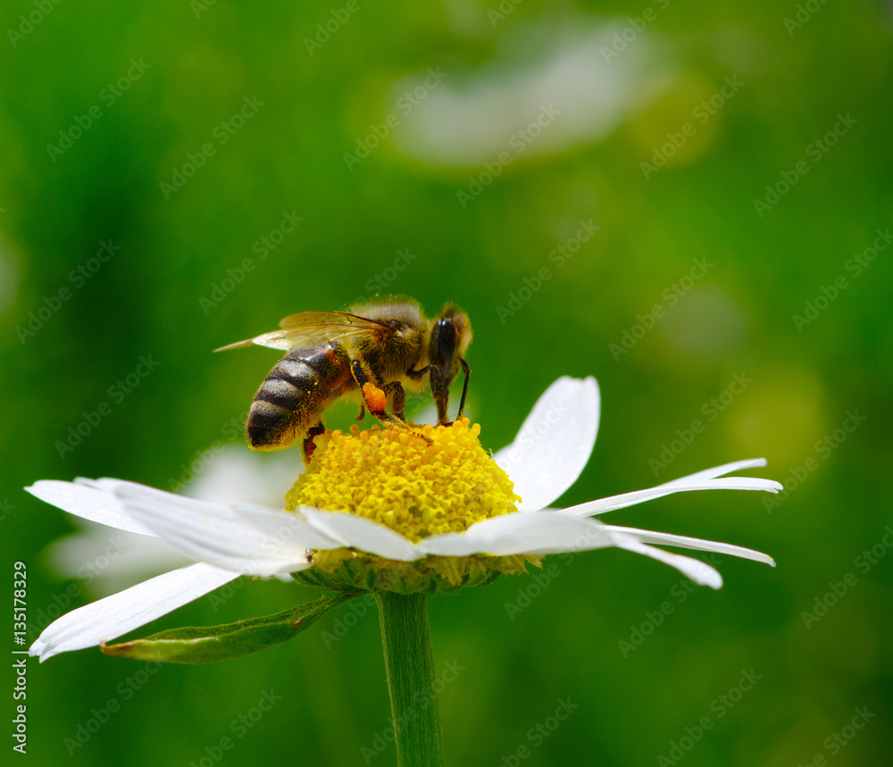 Bee on the flower