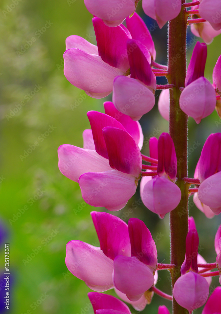  flower on a green