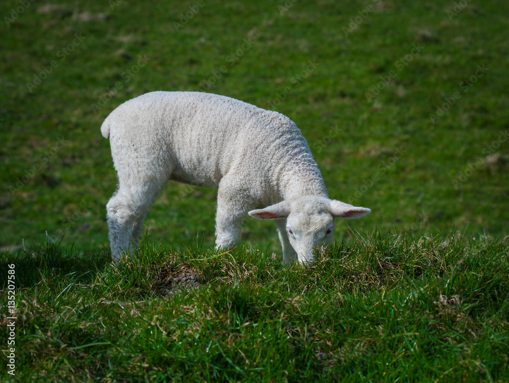 Little white baby lamb eating grass