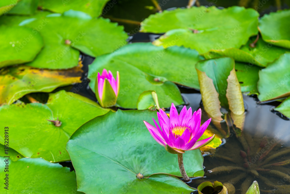 Water lilies in a pond, the city of Singapore