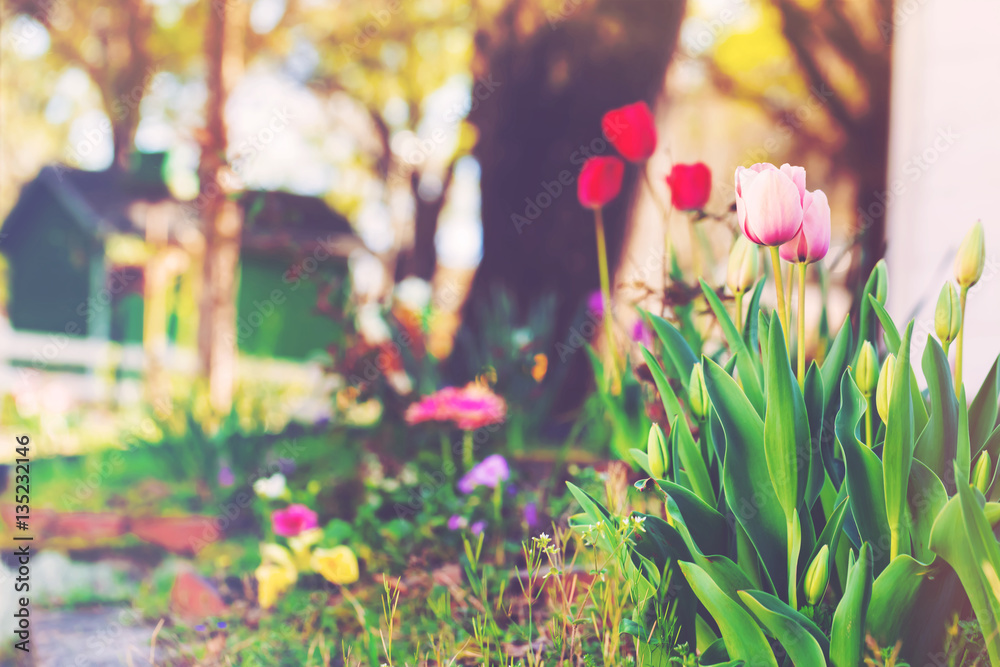 Flowers blooming in a home garden