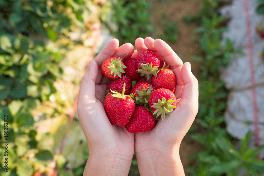 Fresh strawberry on hand. Strawberry plantation in Thailand.