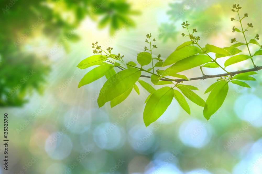 sun beams and green leaves, nature spring background