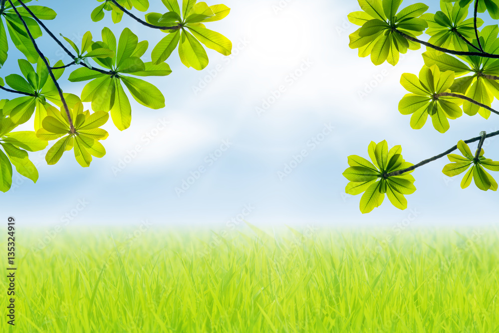 sun beams and green leaves, nature spring background