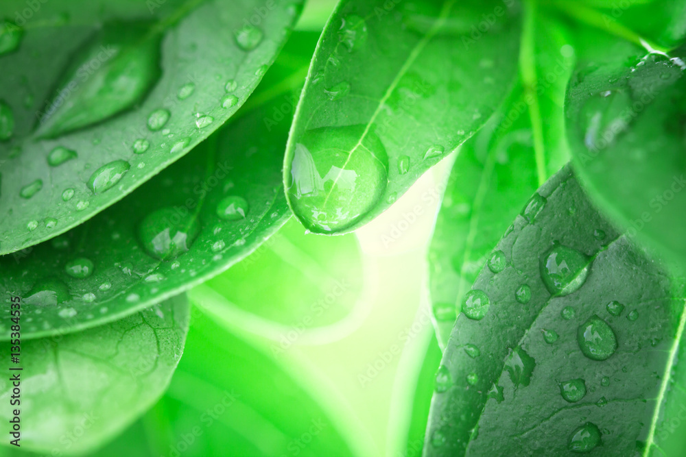 Close up fresh green leaf and water drop in nature