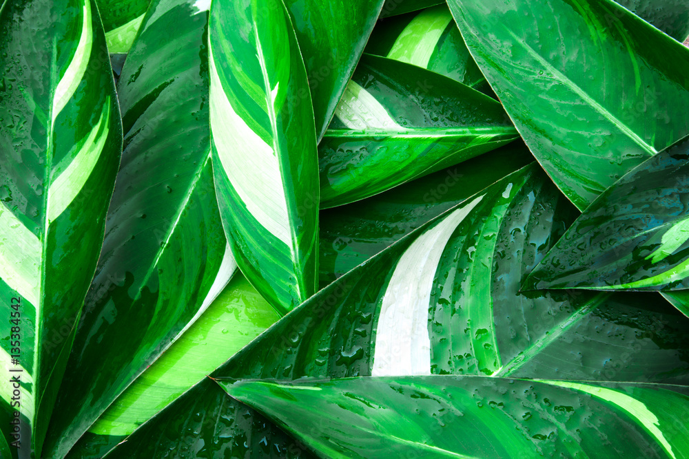 Wet Fresh tropical Green leaves background