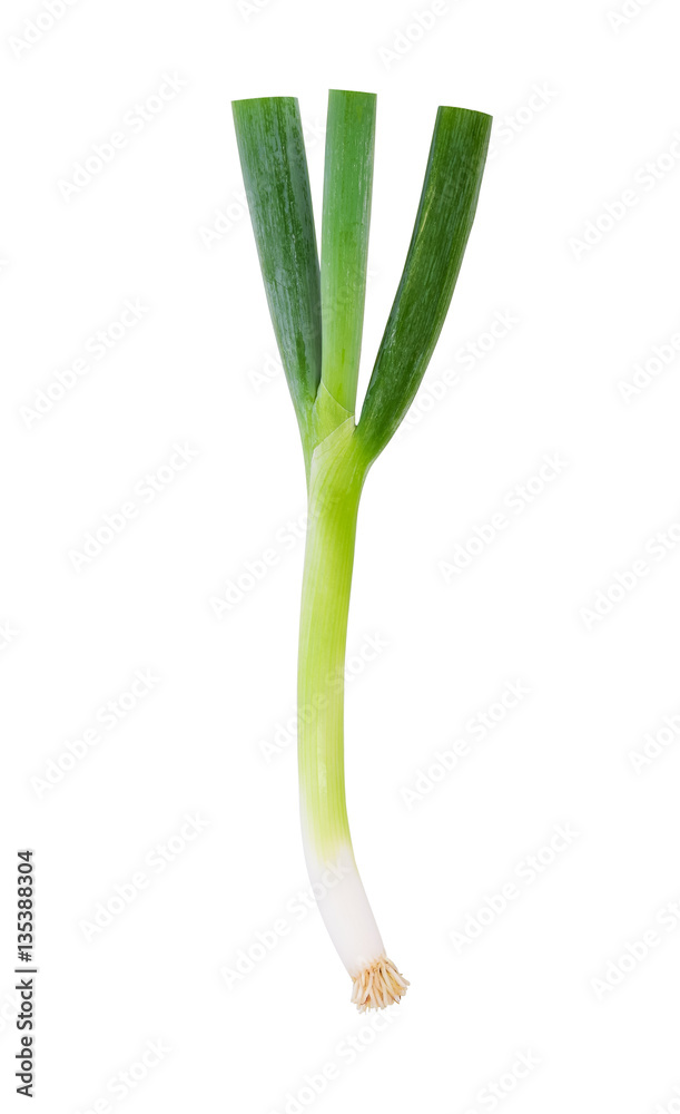 Fresh Green Onion, Japanese Bunching Onion with root isolated on