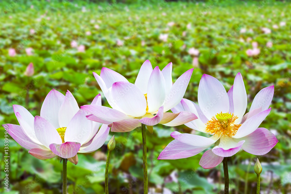 池塘里的粉色莲花