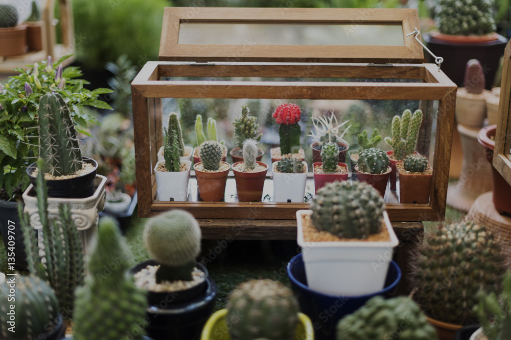 Cactus Houseplant Collection Decoration Set