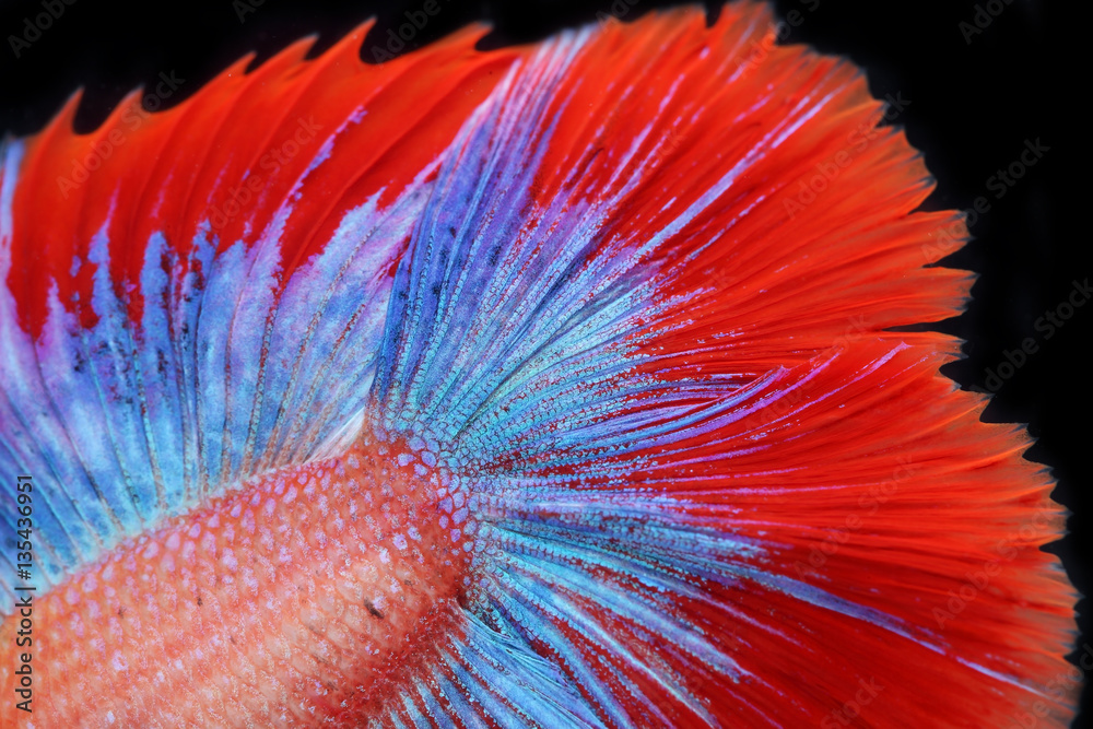 close up of beautiful betta tail isolated on black background.