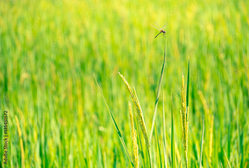 Cross process tone. Rice paddy field and dragonfly for nature ba