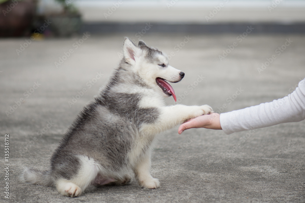 puppy  gives paw to human hand