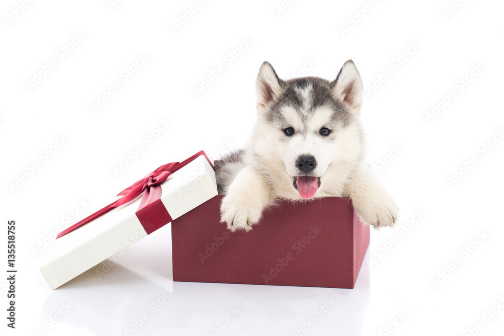 siberian husky puppy sitting in a gift box