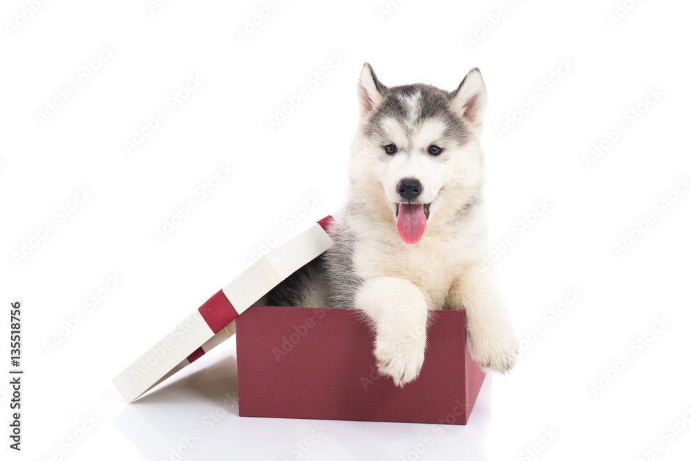 siberian husky puppy sitting in a gift box