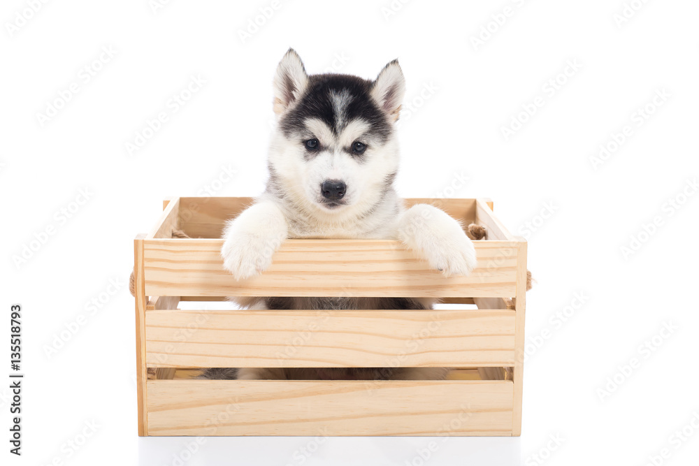 Cute Siberian husky puppy sitting in a wooden crate o