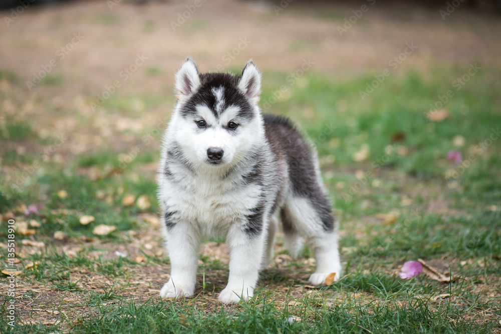 puppy on green grass