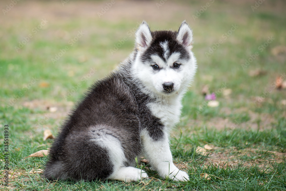 puppy on green grass