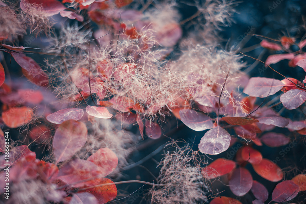 Autumn nature background with colorful leaves on branch. Close-up. Plant