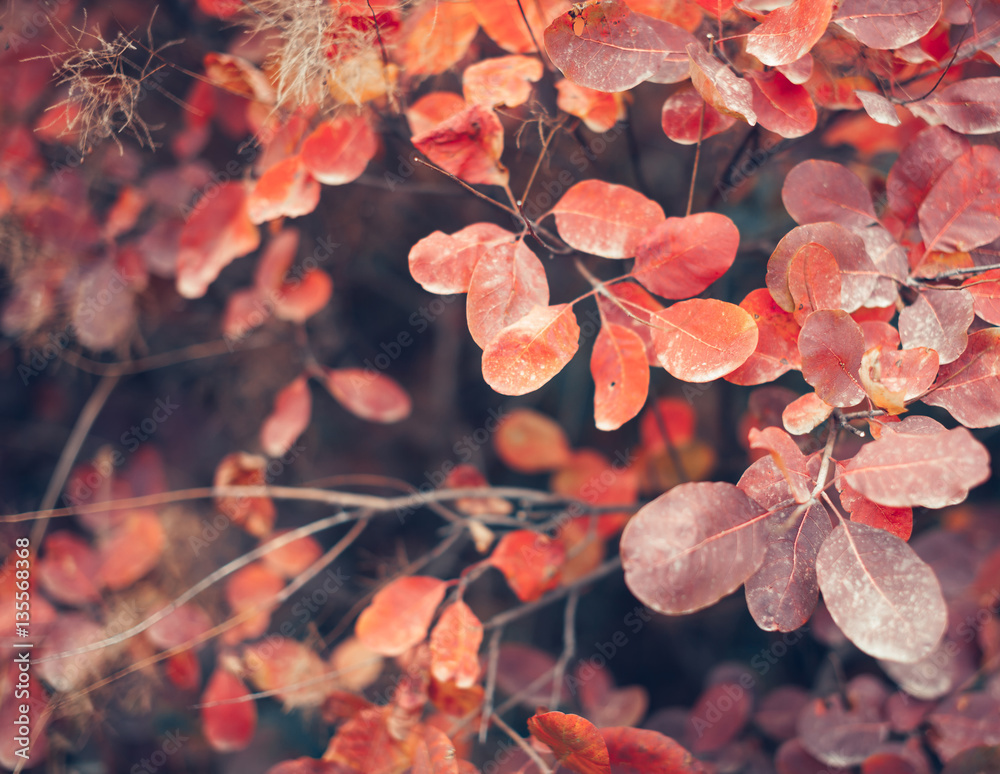 Autumn nature background with colorful leaves on branch. Close-up. Plant