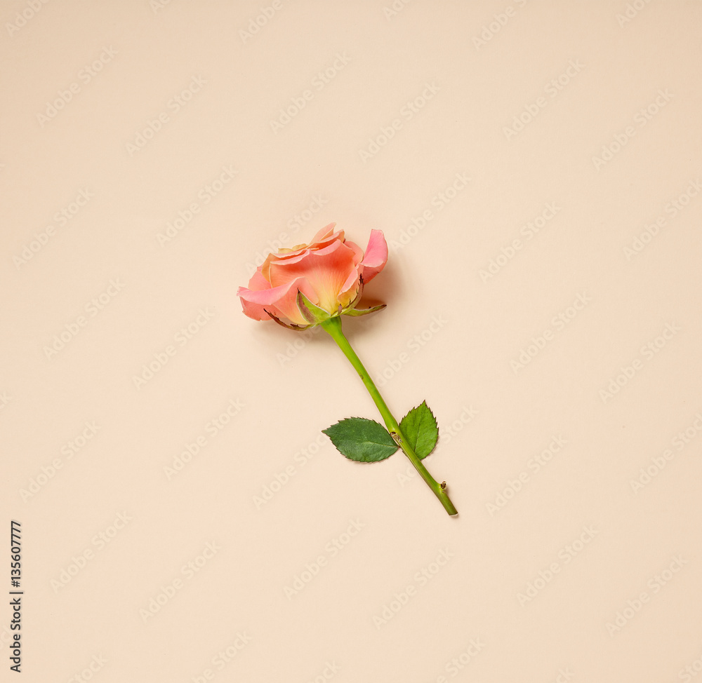 pink rose on beige background