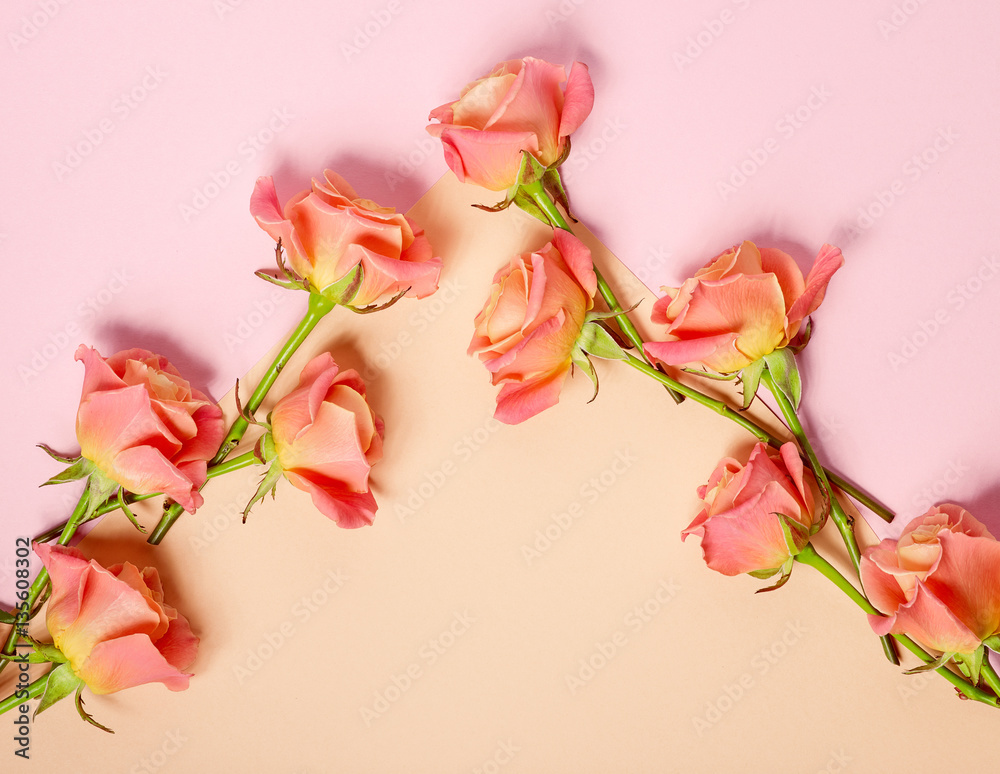 pink roses on colorful paper background