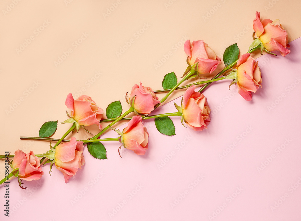 pink roses on colorful paper background