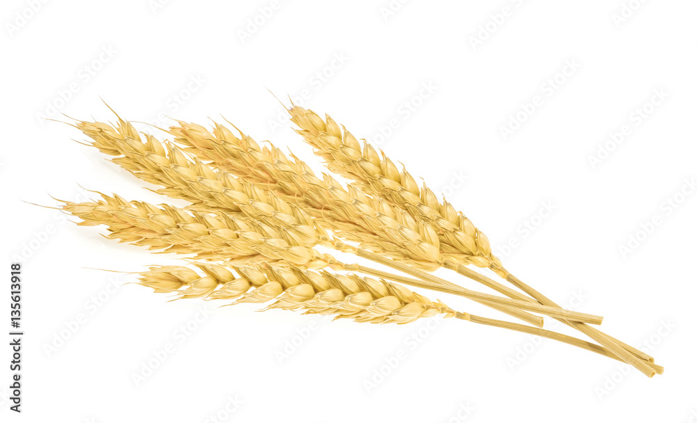 Wheat isolated on white