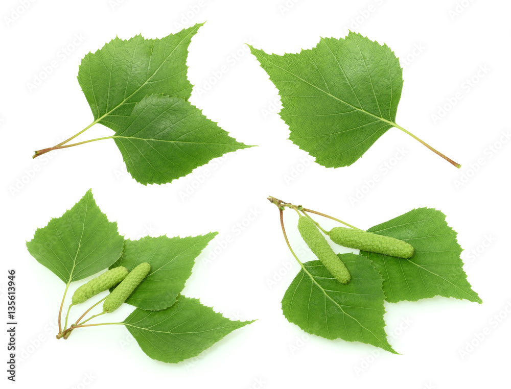 Birch leaves isolated. set