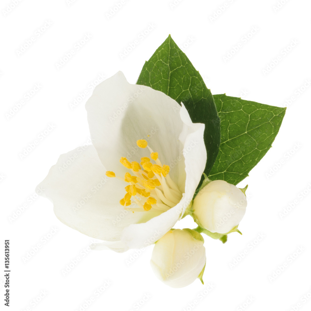 jasmine flower isolated without shadow