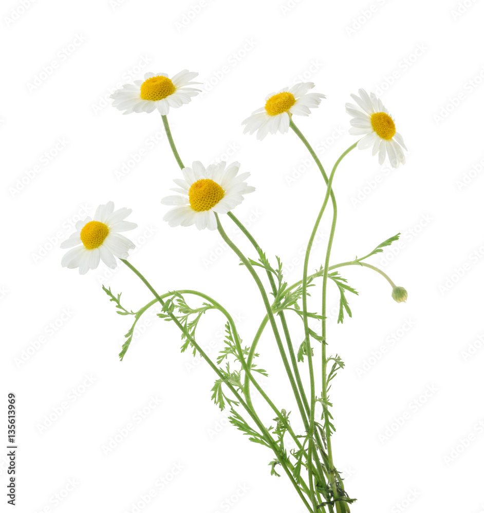 Camomiles isolated on white background. without shadow