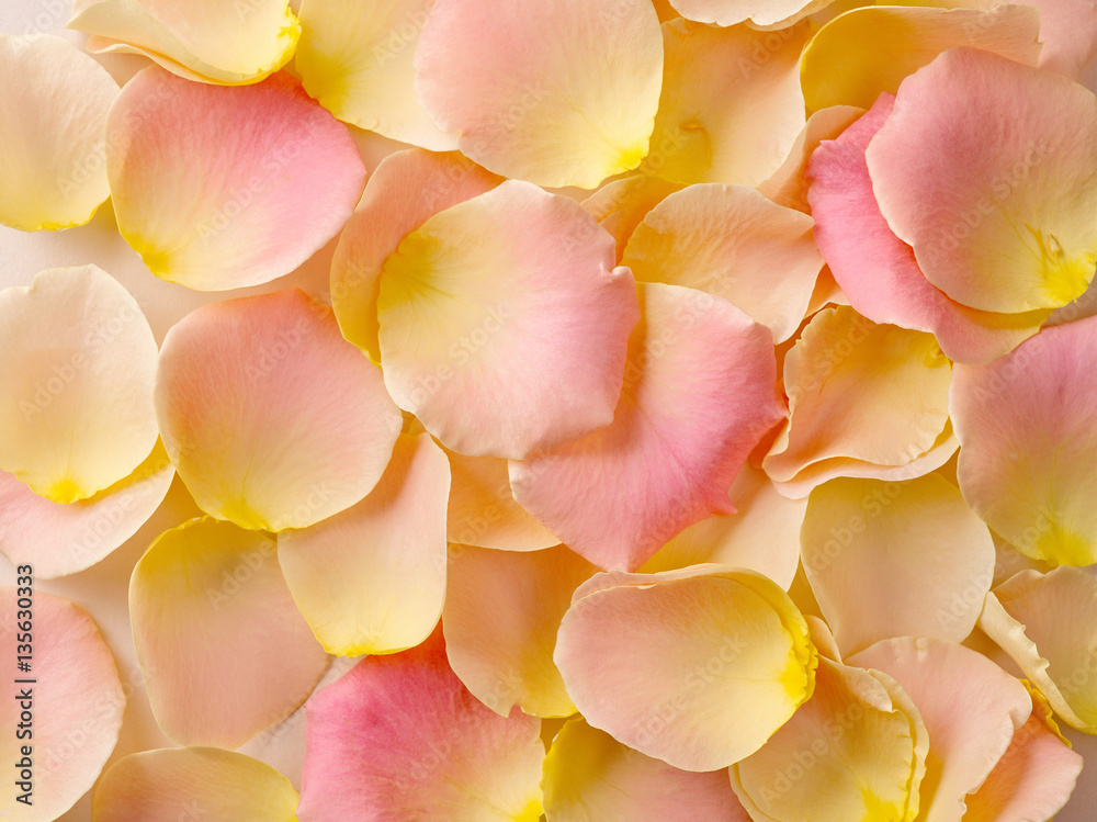 rose petals background