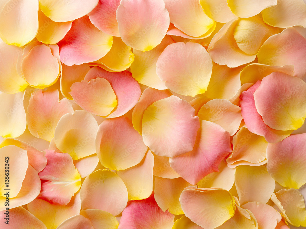 rose petals background