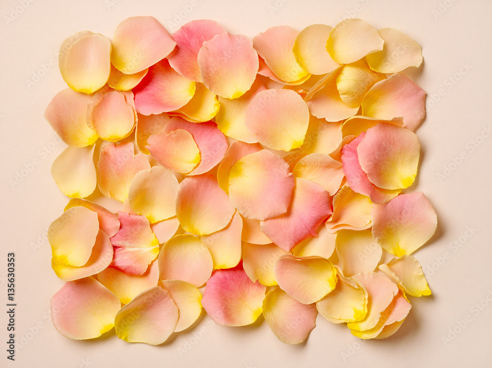 pink rose petals on beige paper background