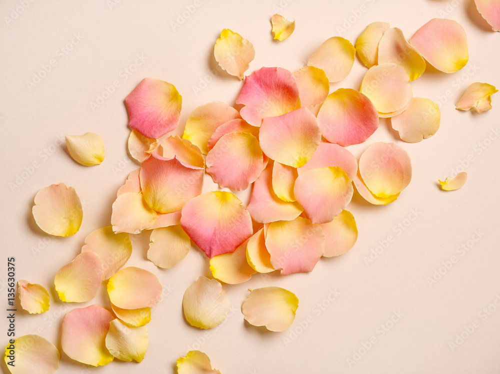 pink rose petals on beige paper background