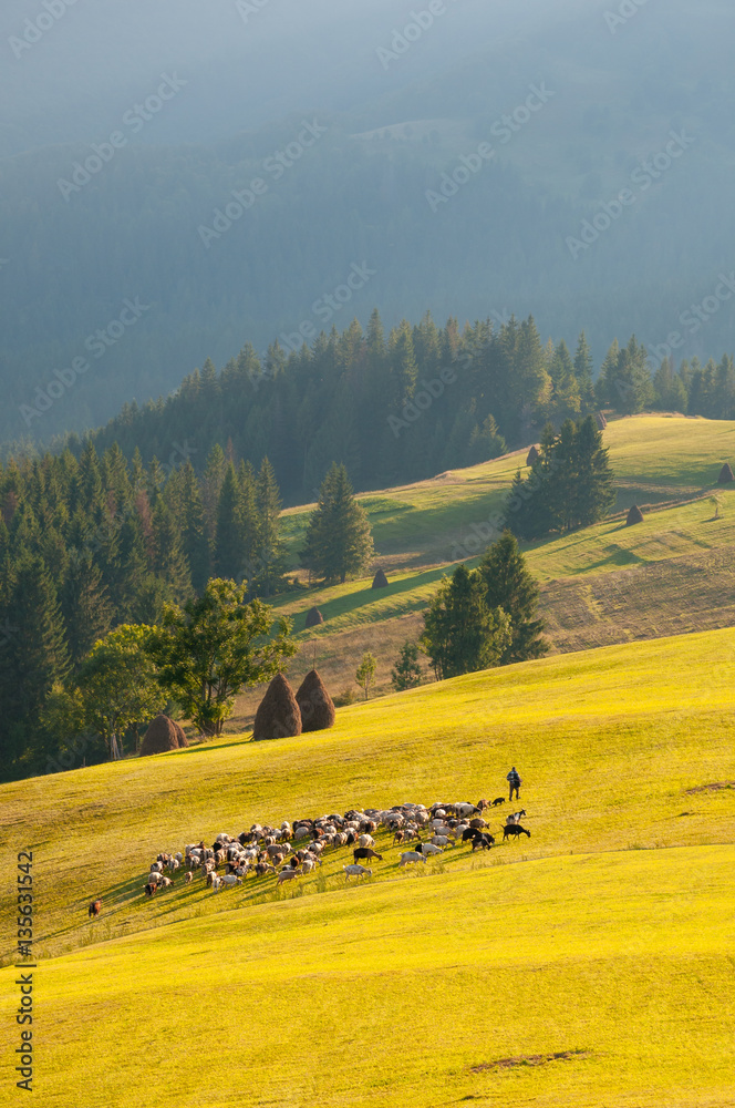 herd sheep and goats with shepherd moving to another place