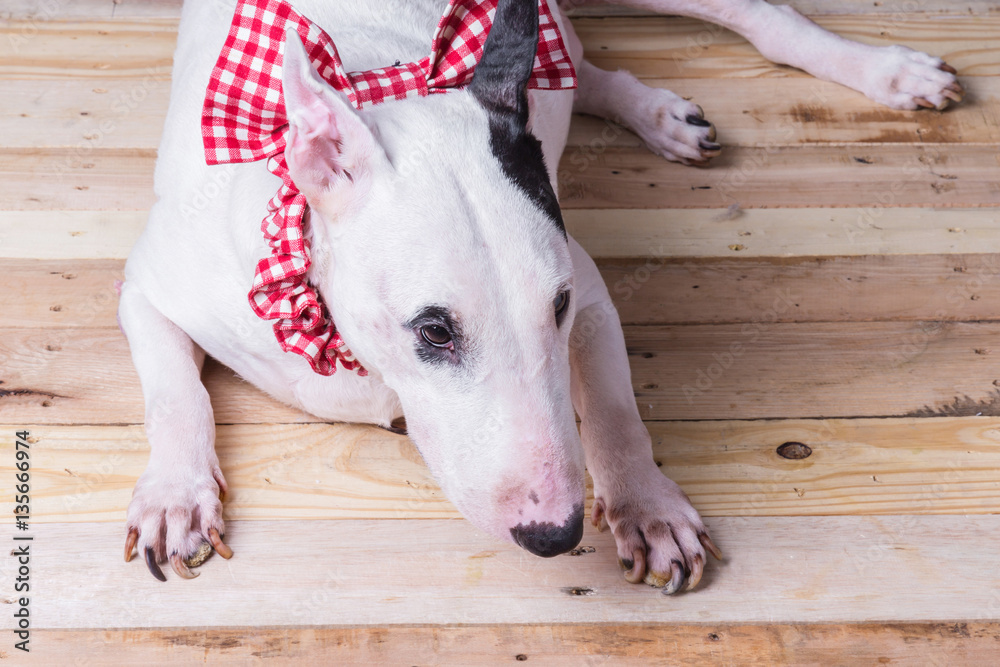 cute english bullterrier isolate on white backgtound