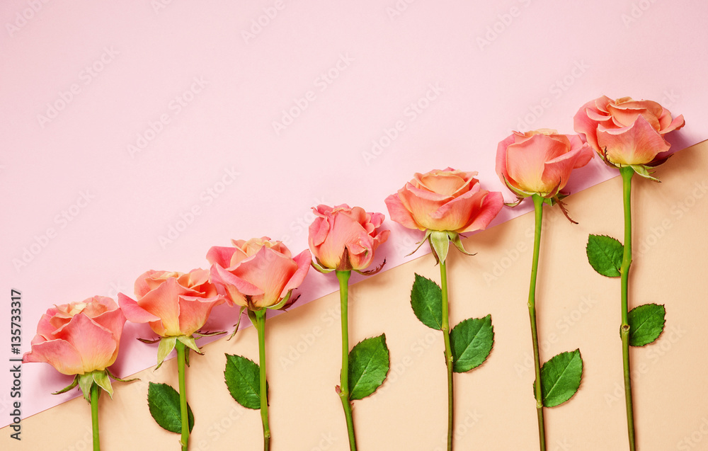 pink roses on colorful paper background