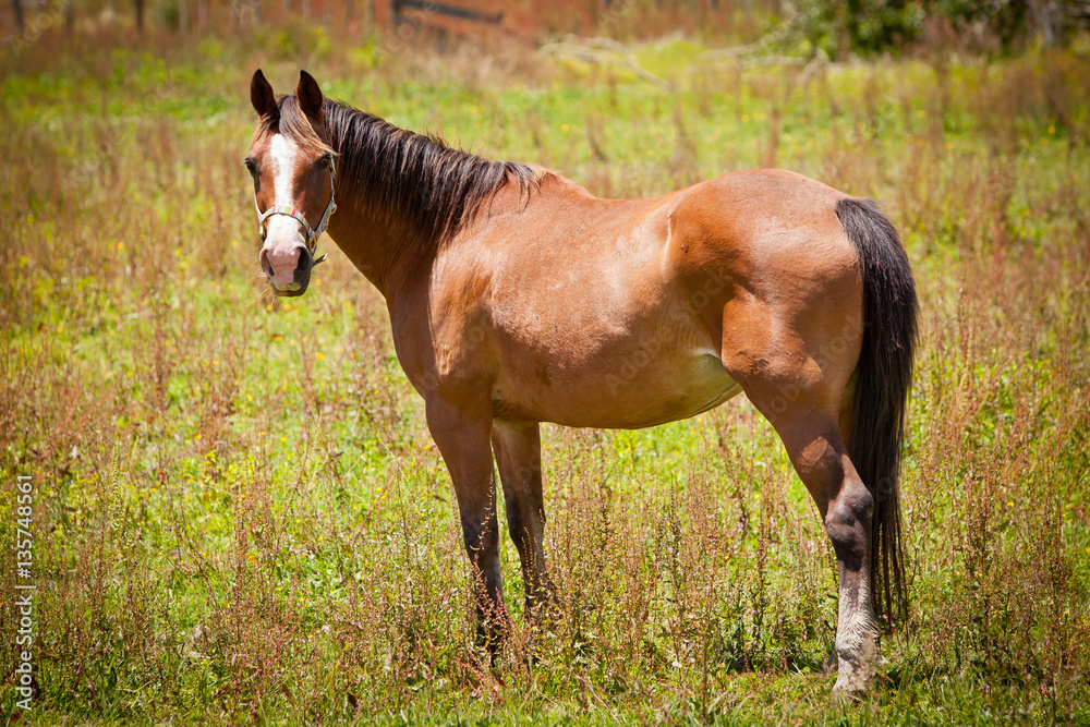 Brown Horse in a Green Field